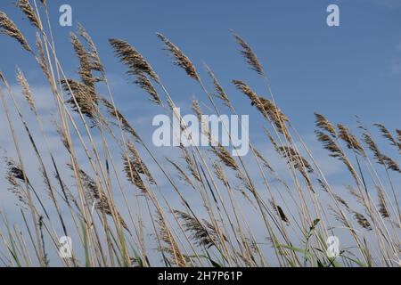 Besuch von La Reserve Naturelle du Mejean, Lattes, in der Nähe von Montpellier, Südfrankreich. Stockfoto