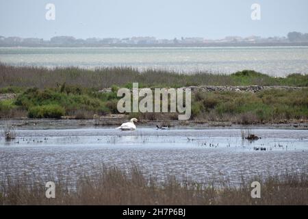 Besuch von 'La Réserve Naturelle du Méjean' in Südfrankreich, in der Nähe von Montpellier Stockfoto