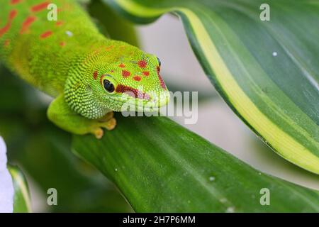 Der smaragdgrüne geko ist ein schönes laues Raubtier. Sie jagt Insekten. Es wird auch in Terrarien gehalten, die ein tropisches Klima haben müssen. Stockfoto