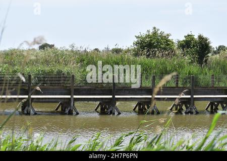 Besuch von La Reserve Naturelle du Mejean, Lattes in der Nähe von Montpellier, Südfrankreich. Stockfoto