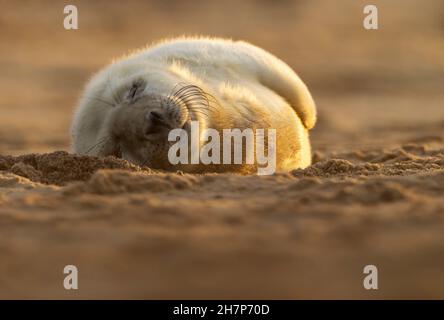 Ein süßer Grausiegel-Welpen (Halichoerus grypus) schläft, Norfolk Stockfoto