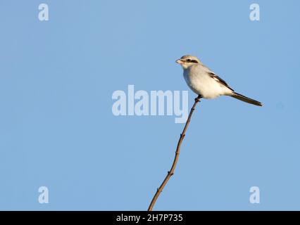 Ein großer Grauwürger (Lanius excubitor), der auf einem Ast auf der Suche nach potenzieller Beute thront, Stockfoto