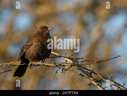 Eine weibliche Amsel (Turdus merula), die in goldenem Abendlicht thront, Norfolk Stockfoto