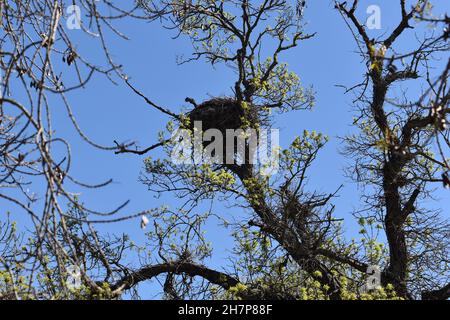 Besuch von La Reserve Naturelle du Mejean, Lattes in der Nähe von Montpellier, Südfrankreich. Stockfoto