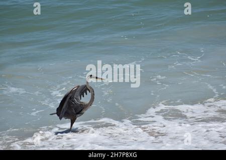 Ardea herodias dehnt seine Flügel in Florida aus. Stockfoto
