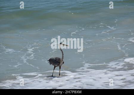 Ardea herodias steht stolz in der Brandung. Stockfoto