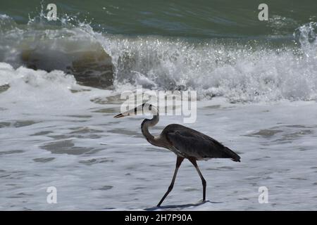 SideView Great Blue Heron mit offenem Mund. Stockfoto