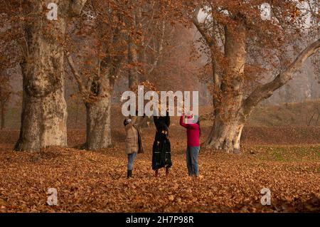 Srinagar, indisch kontrolliertes Kaschmir. 24th. November 2021. Die Menschen spielen mit chinarblättern inmitten der Herbstlandschaft im Nishat Garden in der Stadt Srinagar, der Sommerhauptstadt des von Indien kontrollierten Kaschmir, am 24. November 2021. Quelle: Javed Dar/Xinhua/Alamy Live News Stockfoto