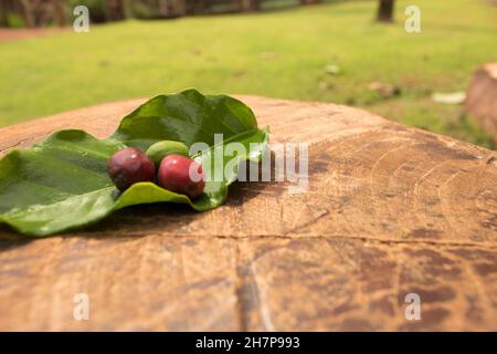 Kaffeebohnen Früchte in grünen, roten und braunen Stadien neben einem Kaffee Blatt. Ackerland Hintergrund. Stockfoto