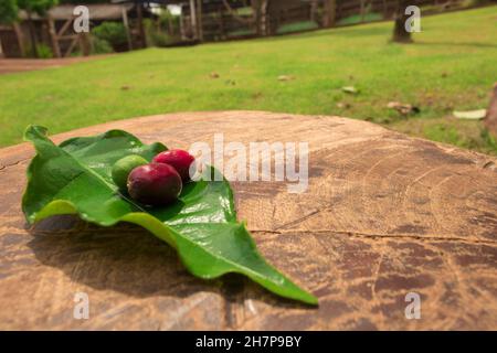 Kaffeebohnen Früchte in grünen, roten und braunen Stadien neben einem Kaffee Blatt. Ackerland Hintergrund. Stockfoto