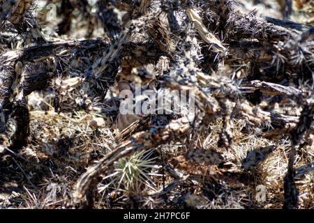 Wüstenmaus versteckt sich in Dead Cactus Stockfoto