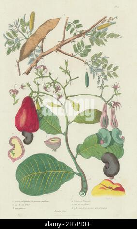 Pflanzen: Acacie (Akazie). Gummiarabikum. Noix d'Acajou (Cashew-Nüssen), print 1833 Stockfoto