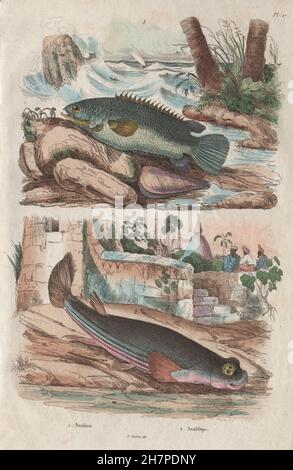 Fisch: Anabas (Climbing Barsch). Anableps (vier – Eyed Fish), antique print 1833 Stockfoto