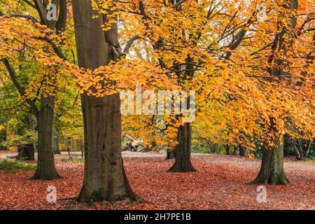 Buchenwälder in Herbstfarben auf Hampstead Heath, London, Großbritannien Stockfoto