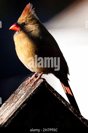 Weiblicher Nordkardinist auf dem Dach eines Vogelhauses Stockfoto