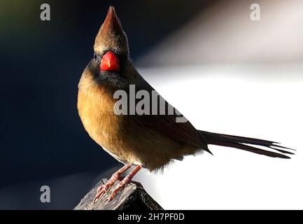 Weiblicher Nordkardinist auf dem Dach eines Vogelhauses Stockfoto