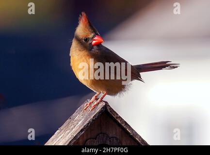 Weiblicher Nordkardinist auf dem Dach eines Vogelhauses Stockfoto