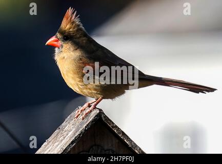 Weiblicher Nordkardinist auf dem Dach eines Vogelhauses Stockfoto