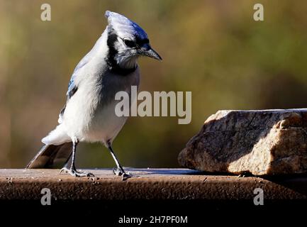 Bluejay auf der Terrasse im Hinterhof Stockfoto