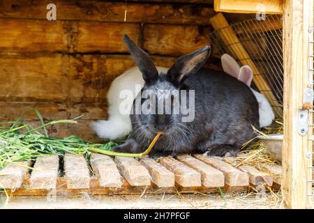 Kleine Fütterung weißen und schwarzen Kaninchen kauen Gras in Kaninchen-Hutch auf Tierfarm, Scheune Ranch Hintergrund. Bunny in Hutch auf natürliche Öko-Farm. Moderne Tierhaltung und ökologische Landwirtschaft Konzept Stockfoto