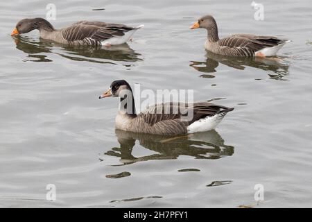 Canada Goose (Branta canadensis) x Greylag Goose (Anser anser) Hybrid mit Greylag-Gänsen, Abberton Reservoir, Essex, 23. November 2021 Stockfoto