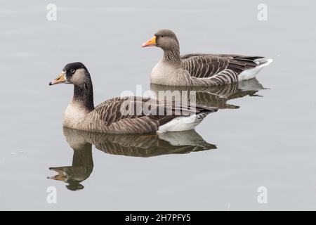 Canada Goose (Branta canadensis) x Greylag Goose (Anser anser) Hybrid mit Greylag Goose, Abberton Reservoir, Essex, 23. November 2021 Stockfoto