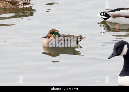 Männlicher Typ gewöhnliches Teal (Anas crecca) x Baikal Teal (Sibirionetta formosa) Hybrid, Abberton Reservoir, Essex, 23. November 2021 Stockfoto