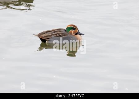 Männlicher Typ gewöhnliches Teal (Anas crecca) x Baikal Teal (Sibirionetta formosa) Hybrid, Abberton Reservoir, Essex, 23. November 2021 Stockfoto