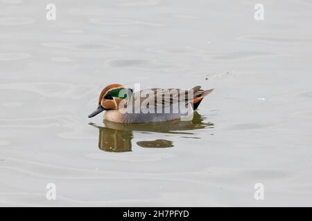 Männlicher Typ gewöhnliches Teal (Anas crecca) x Baikal Teal (Sibirionetta formosa) Hybrid, Abberton Reservoir, Essex, 23. November 2021 Stockfoto