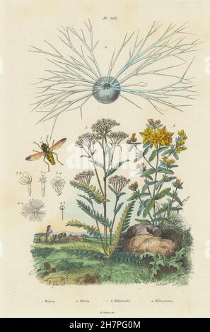 Blume fliegen. Miliolida. Schafgarbe. Hypericum Perforatum (Johanniskraut), 1833 Stockfoto