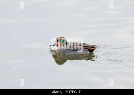 Männlicher Typ gewöhnliches Teal (Anas crecca) x Baikal Teal (Sibirionetta formosa) Hybrid, Abberton Reservoir, Essex, 23. November 2021 Stockfoto