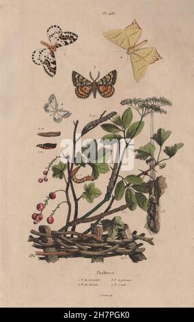 GEOMETER MOTTEN Elster Motte. Schwalbenschwänzigen Moth.Looper Moth.Lace Grenze Motte 1833 Stockfoto