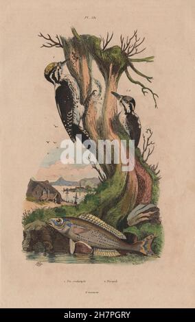 PIC Tridactyle (eurasische Dreizehenspecht). Menola Fisch, alten Drucken 1833 Stockfoto