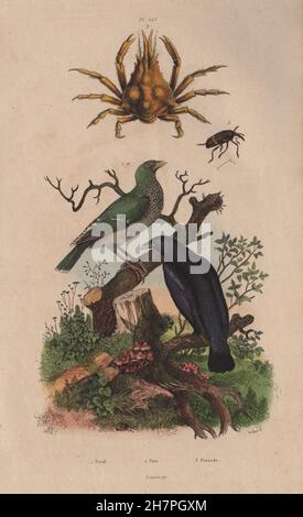 Pirol (Pirol). Pise (Pisa Krabbe). Pissode (Rüsselkäfer), antique print 1833 Stockfoto