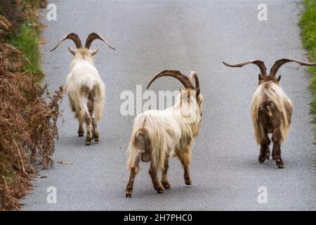 Drei von einer Kolonie wilder Bergziegen auf einer Gasse. Diese einzigartige Art lebt in Trefor und Llithfaen auf der Halbinsel Llyn, Nordwales. Stockfoto