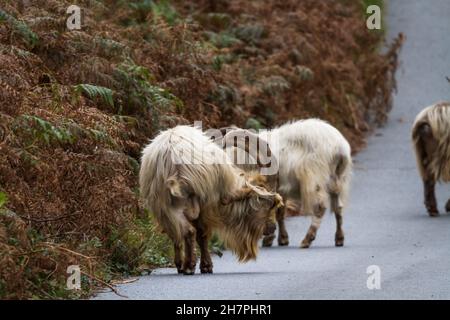 Drei von einer Kolonie wilder Bergziegen auf einer Gasse. Diese einzigartige Art lebt in Trefor und Llithfaen auf der Halbinsel Llyn, Nordwales. Stockfoto