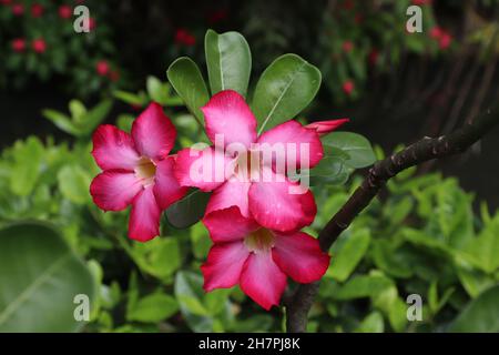 Adenium blüht. Guadeloupe - Karibik Urlaubsziel. Botanischer Garten in Deshaies. Stockfoto