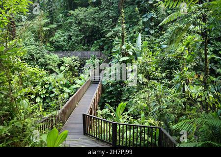 Wanderweg auf der karibischen Insel Guadeloupe. Grüner Regenwald im Guadeloupe National Park. Stockfoto