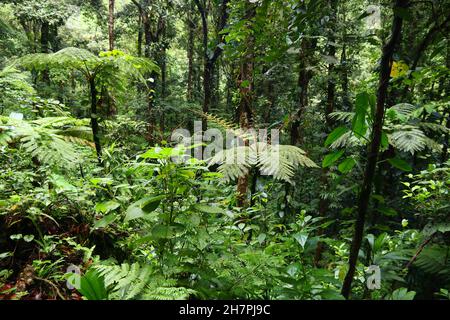 Natur in Guadeloupe Karibik Insel. Grüner Regenwald im Guadeloupe Nationalpark. Stockfoto