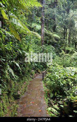 Wanderweg auf der karibischen Insel Guadeloupe. Grüner Regenwald im Guadeloupe National Park. Stockfoto