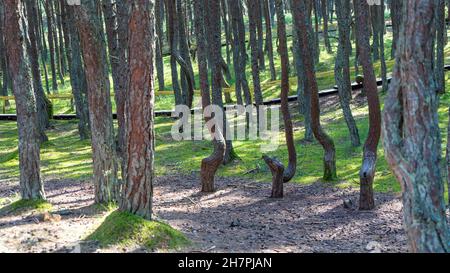 Fabelhafter tanzender Wald auf grünem Moos, beleuchtet von Sonnenstrahlen auf der Kurischen Nehrung, Kaliningrad, Russland. Stämme von Kiefern bedeckt w Stockfoto