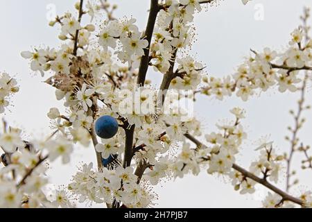 Nahaufnahme von Ästen eines Weißdornbusches mit schwarzen Beeren und weißen Blüten, selektiver Fokus Stockfoto