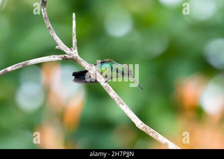Ziemlich grüner Kolibri aus Kupfer, Amazilia tobaci, der auf einem Ast mit grünem Bokeh-Hintergrund steht. Stockfoto