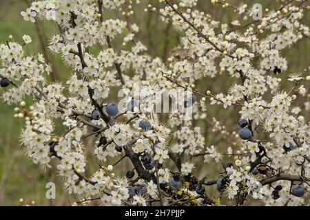 Nahaufnahme von Ästen eines Weißdornbusches mit schwarzen Beeren und weißen Blüten, selektiver Fokus Stockfoto