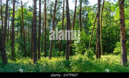 Fabelhafter tanzender Wald auf grünem Moos, beleuchtet von Sonnenstrahlen auf der Kurischen Nehrung, Kaliningrad, Russland. Stämme von Kiefern bedeckt w Stockfoto