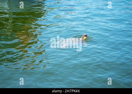 Karettschildkröte, Caretta Caretta im Fluss Dalyan, Mittelmeer, Türkei, in der Provinz Mugla, zwischen den Bezirken Marmaris und FET gelegen Stockfoto