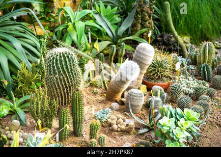 Verschiedene Arten von Wüstenkakteen oder Sukkulenten Pflanzen in einem Gewächshaus oder Garten. Gartenkonzept. Stockfoto