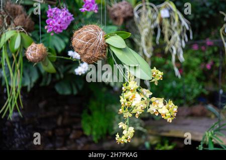 Hängende Zimmerpflanzen. Gelbe und rosa Orchideen in Kokedama oder Moosball. Das Konzept des Anbaus exotischer Pflanzen. Stockfoto