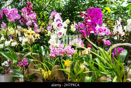 Verschiedene Arten von lila, weißen und gelben Orchideen in Blumentöpfen in einem Gewächshaus. Das Konzept des Anbaus exotischer Pflanzen. Stockfoto