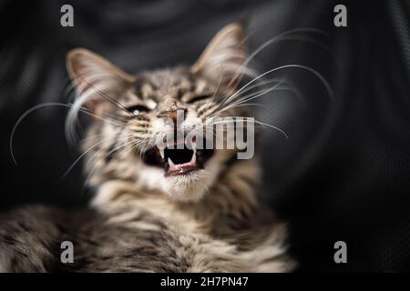 Katze Gähnen mit Mund weit öffnen und zeigt Zähne. Stockfoto